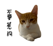 868770850