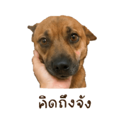 868817817