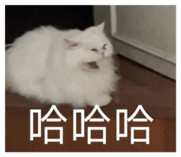 868857494