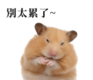 869891068