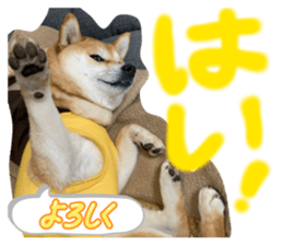 870049954