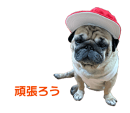 870121206