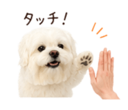 870249620