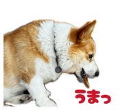 870532888
