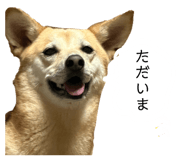 870604568