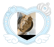 870629039