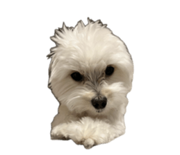 870674799