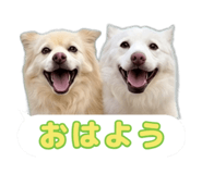 870687259