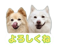 870687262