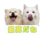870687264