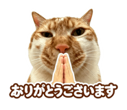 871143768