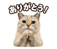 871227425