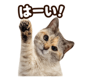 871227426