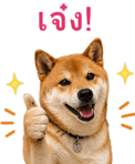 871417499