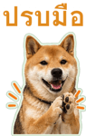 871417506