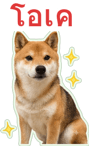 871417521