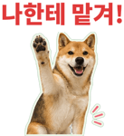 871434262