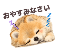 871455566
