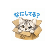 871562244