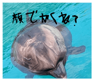 871563155