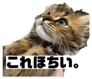 872650613