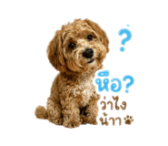 872948742