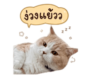 872994043