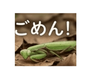 873037262