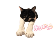 873168046