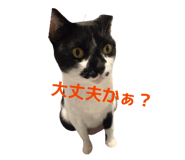 873168054