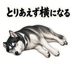 とりあえず横になるハスキー先輩