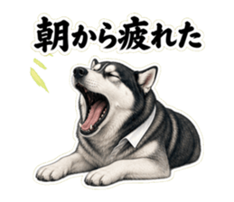 朝から疲れたと伝えるハスキー先輩