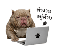 873780903