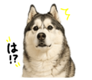 874144068