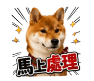 874788021