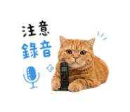 874804305