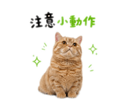 874804310