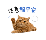874804311