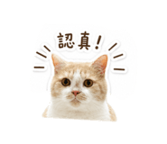 874811808