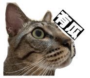 874811857