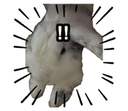 874817136