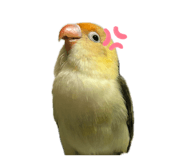 874818036
