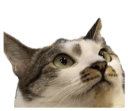 874891477
