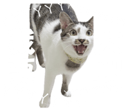 874891480