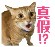 875040170