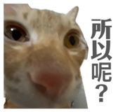 875040200