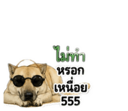 875155624