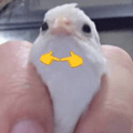 875366681