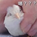 875366682