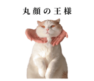 875399236